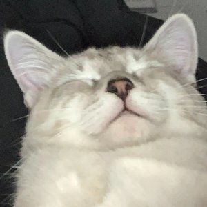 Meet your Posher, Ingrid